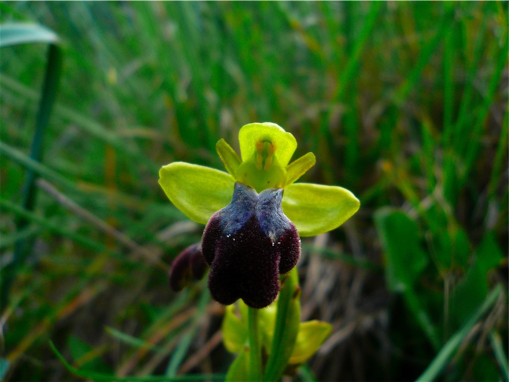 Ophrys , Orchis e ibridi - Orchidee cittadine II